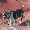 grandeperro